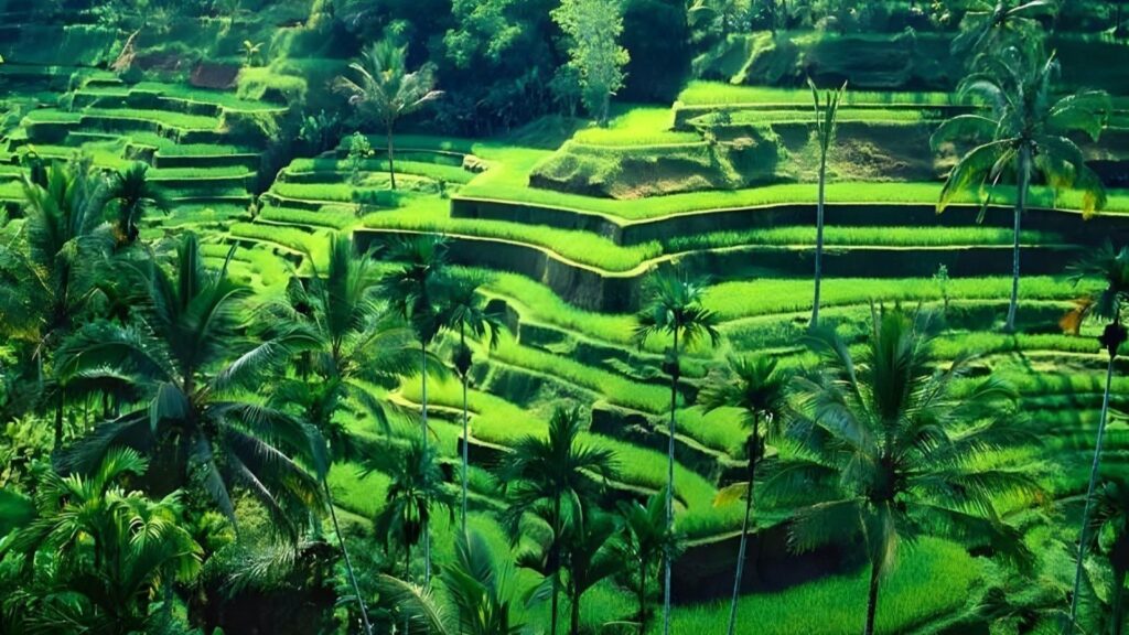 Teagalalang Rice Terrace